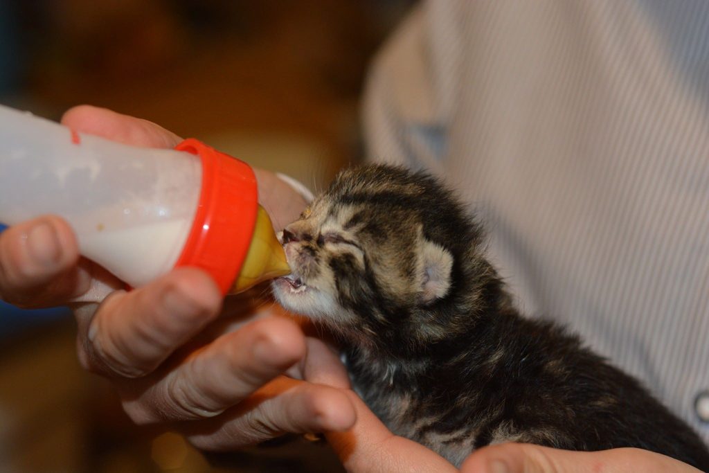 Babykatze bekommt Milch
