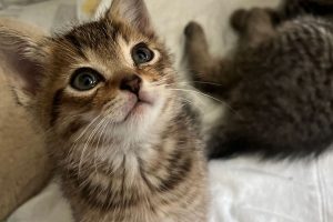 Kitten schaut mit großen Augen in die Kamera