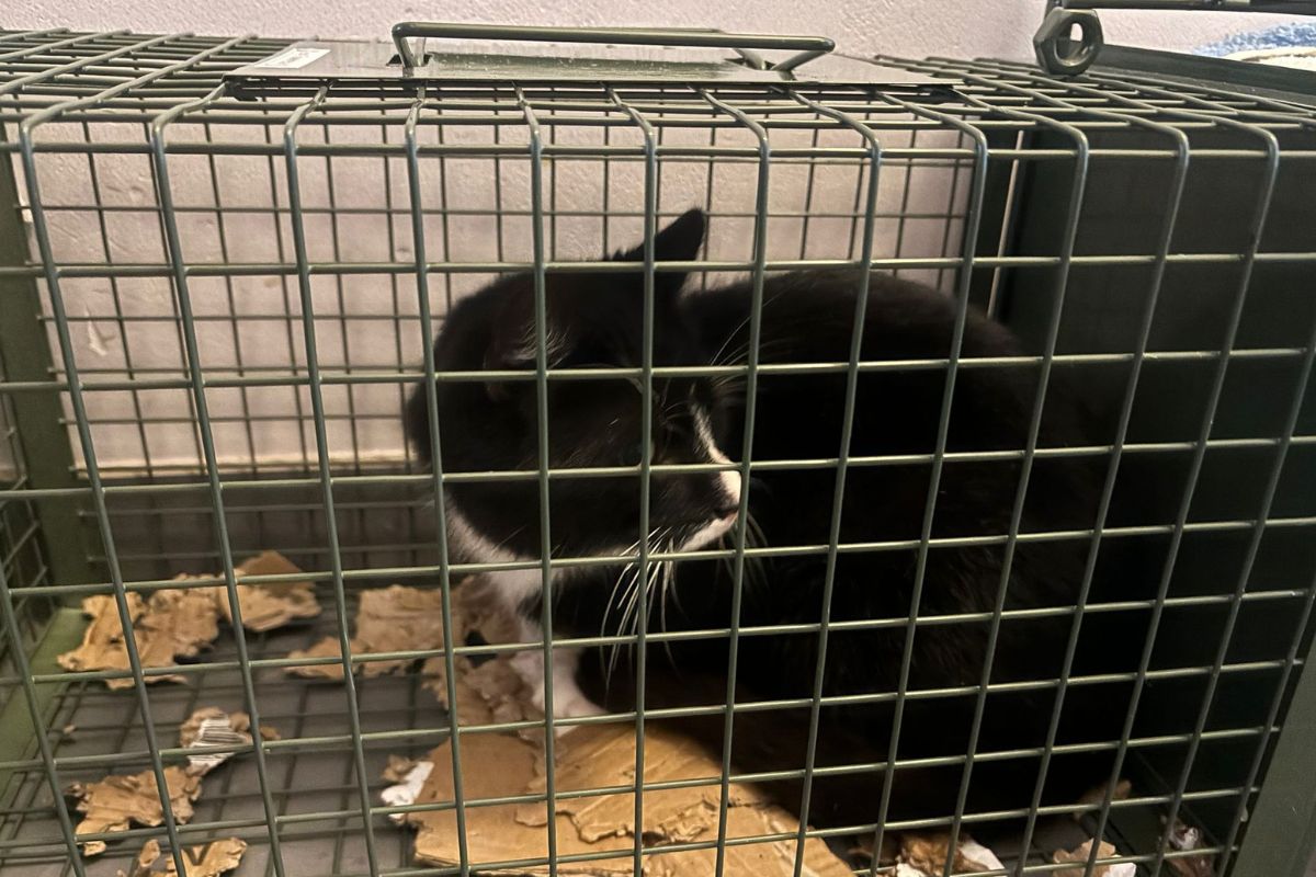 Straßenkatze T.I.E.R.E. e.V. Potsdam